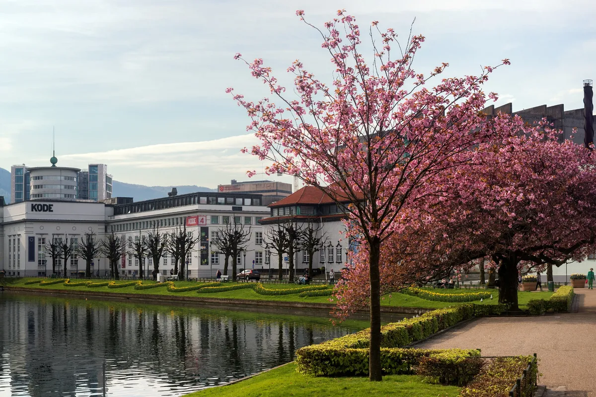 Lysverket kunstmuseum i Bergen sentrum, tidligere KODE 4, sett fra Lille Lungegårdsvann med kirsebærtrær i blomst